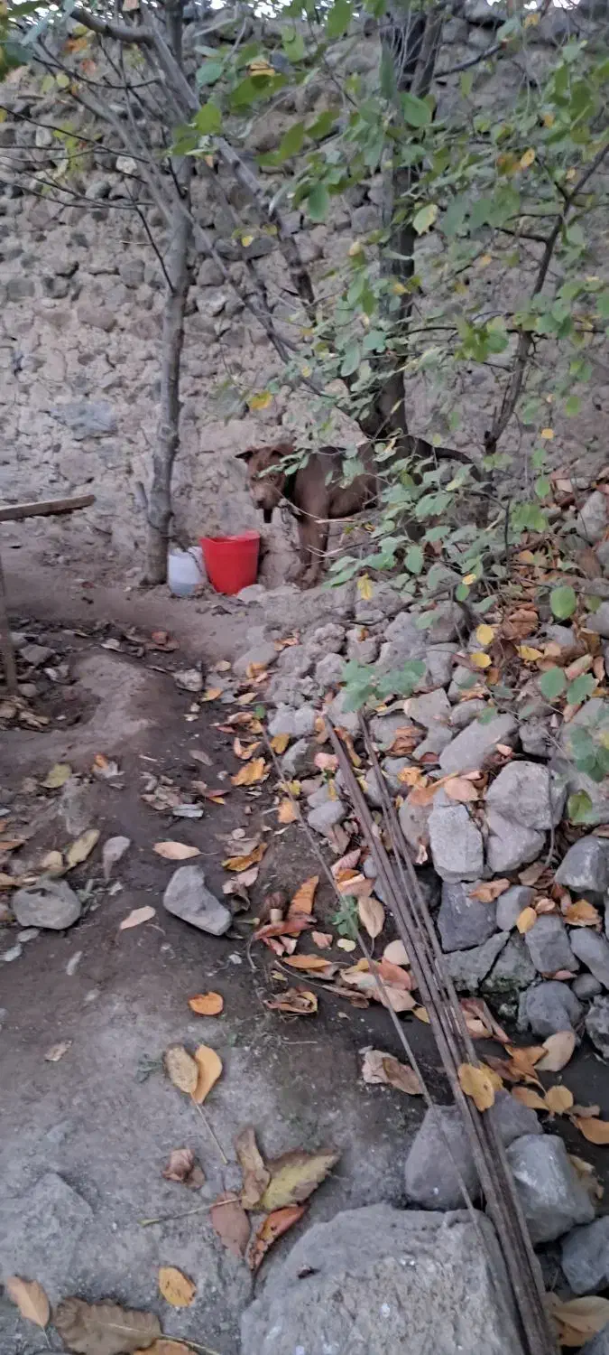 واگذاری|سگ|مشگین شهر, |دیوار