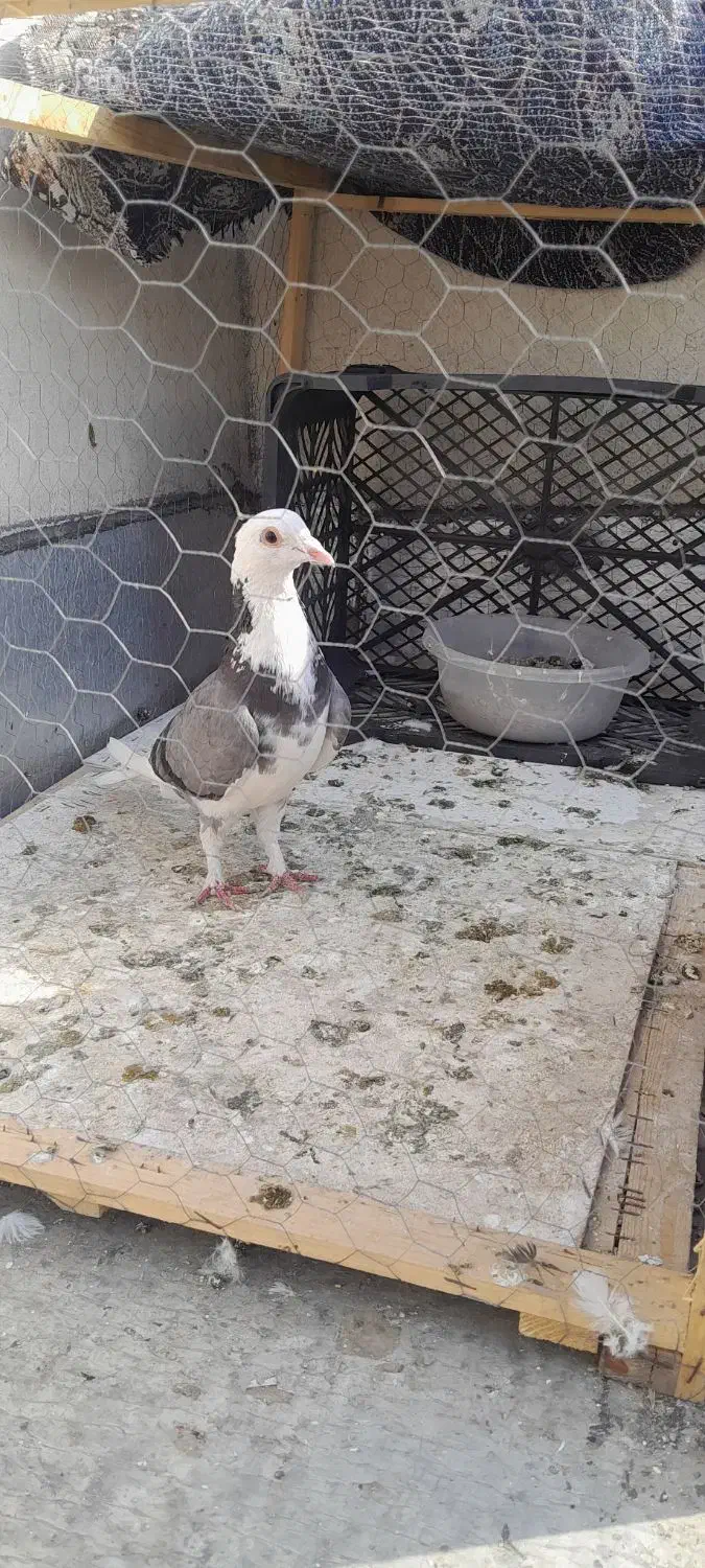 عبلق نر|پرنده|نگین شهر, |دیوار