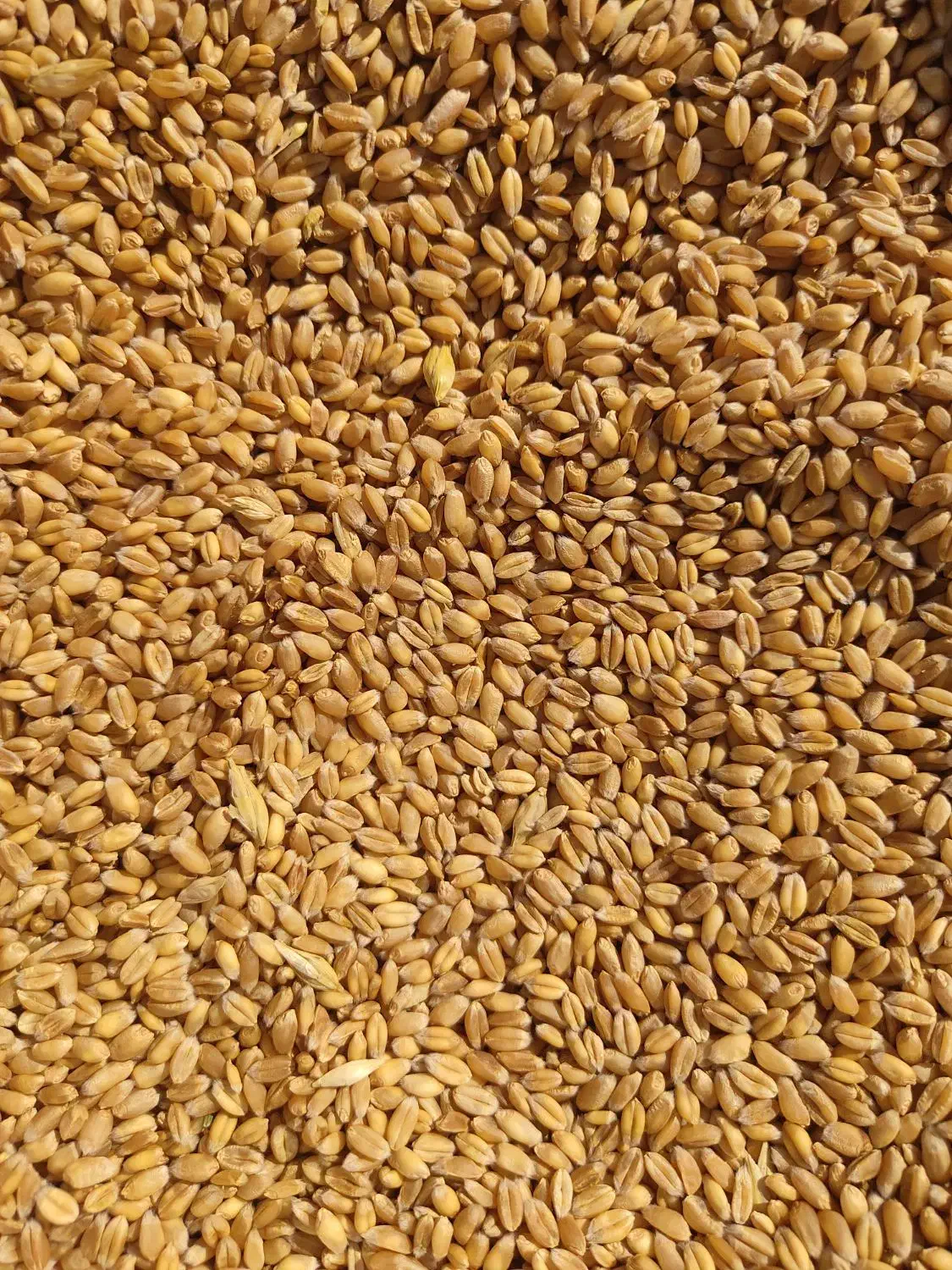 گندم|عمدهفروشی|خوی, |دیوار