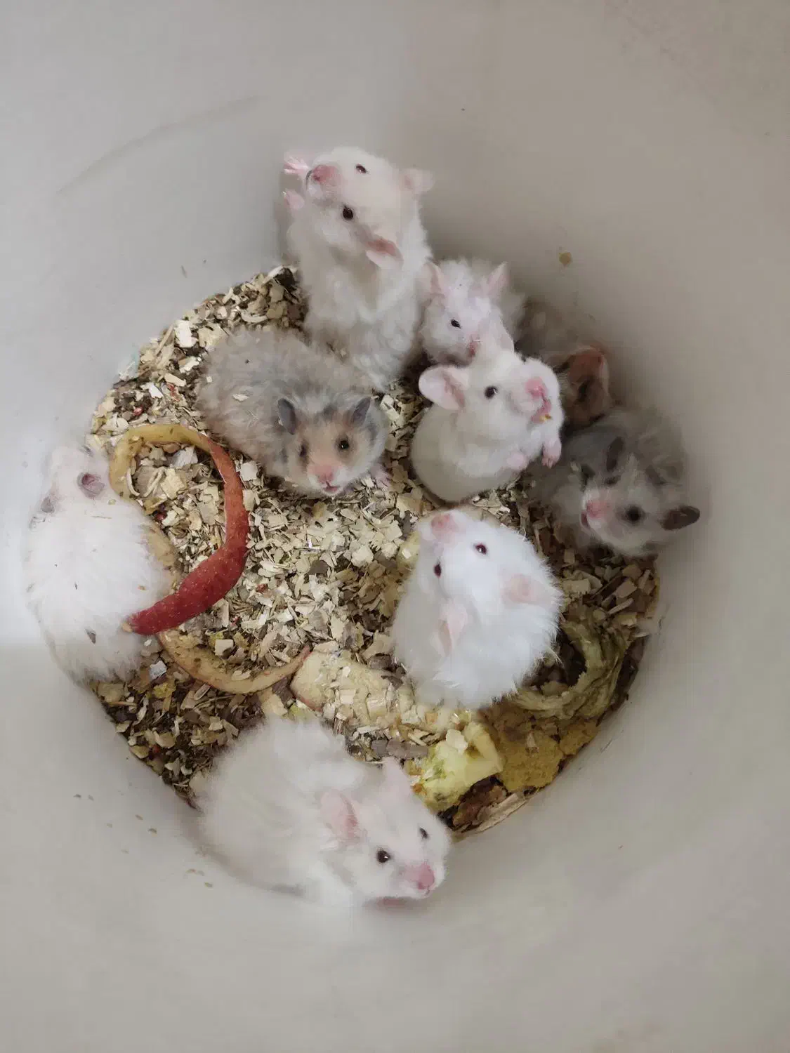 همستر|موش و خرگوش|یزد, |دیوار