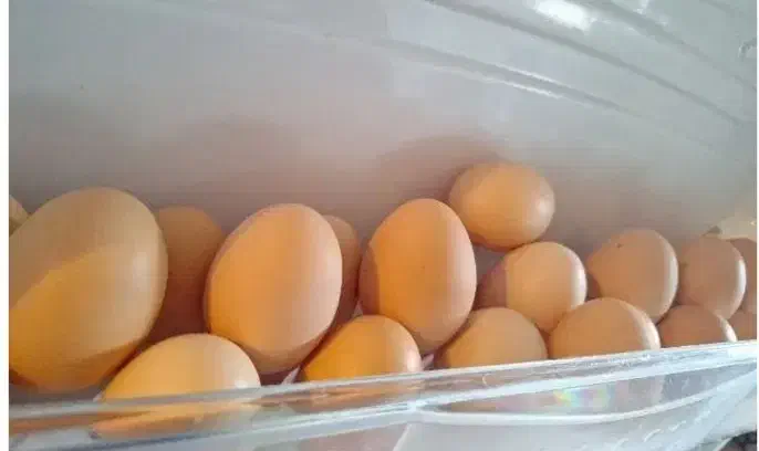 تخم مرغ محلی(بومی)|خوردنی و آشامیدنی|ماسال, |دیوار