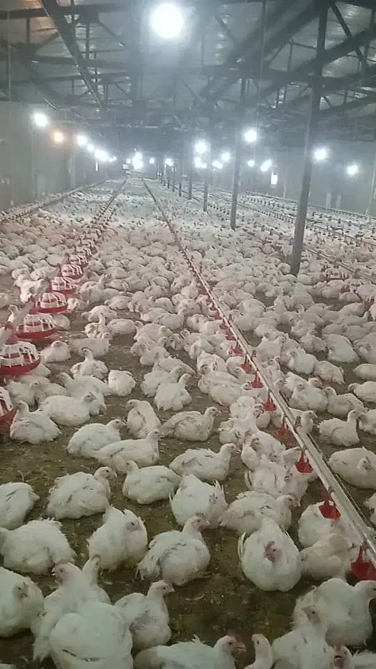 فروش مرغداری4200 متری با امکانات تمام اتومات|فروش دفتر صنعتی، کشاورزی، تجاری|سروستان, |دیوار