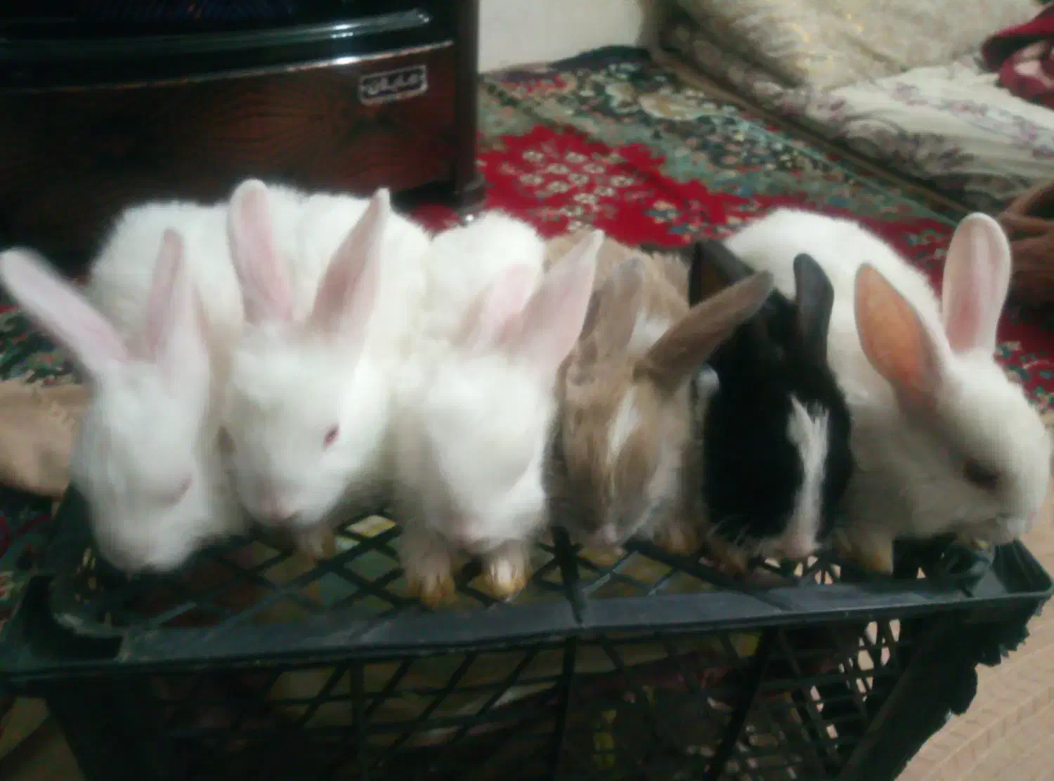 خرگوش بازیگوش|موش و خرگوش|پیرانشهر, |دیوار