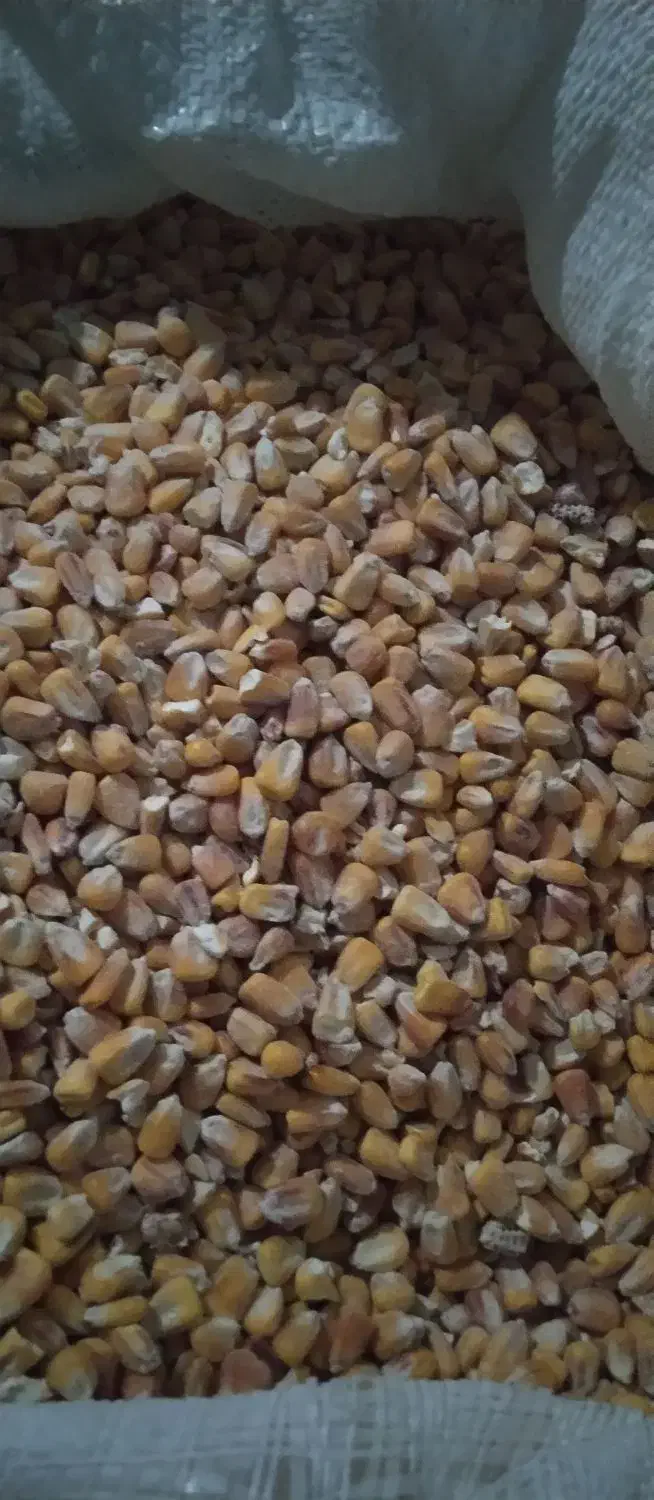 کفتر پلاکی|لوازم جانبی حیوانات|تهران, هفده شهریور|دیوار