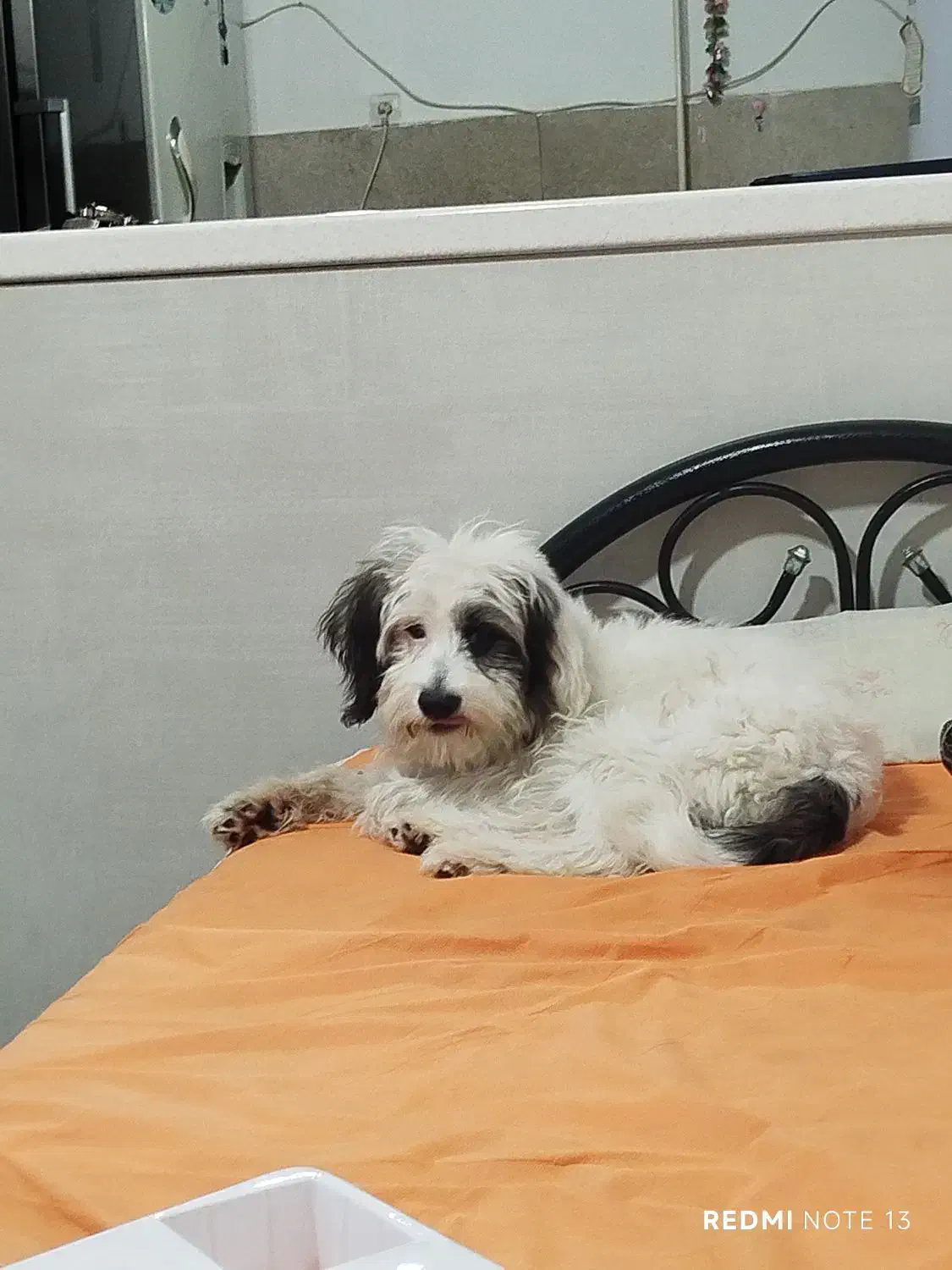 سگ خانگی|سگ|کرمانشاه, |دیوار