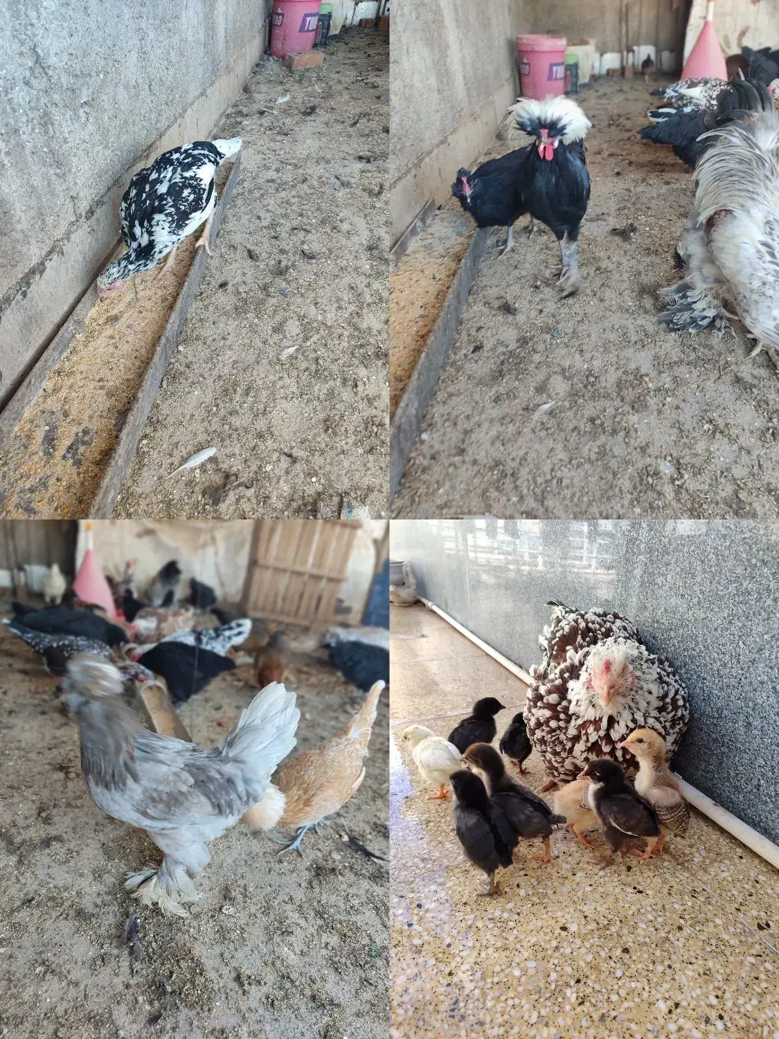 تخم مرغ نطفه دار|حیوانات مزرعه|زرند, |دیوار