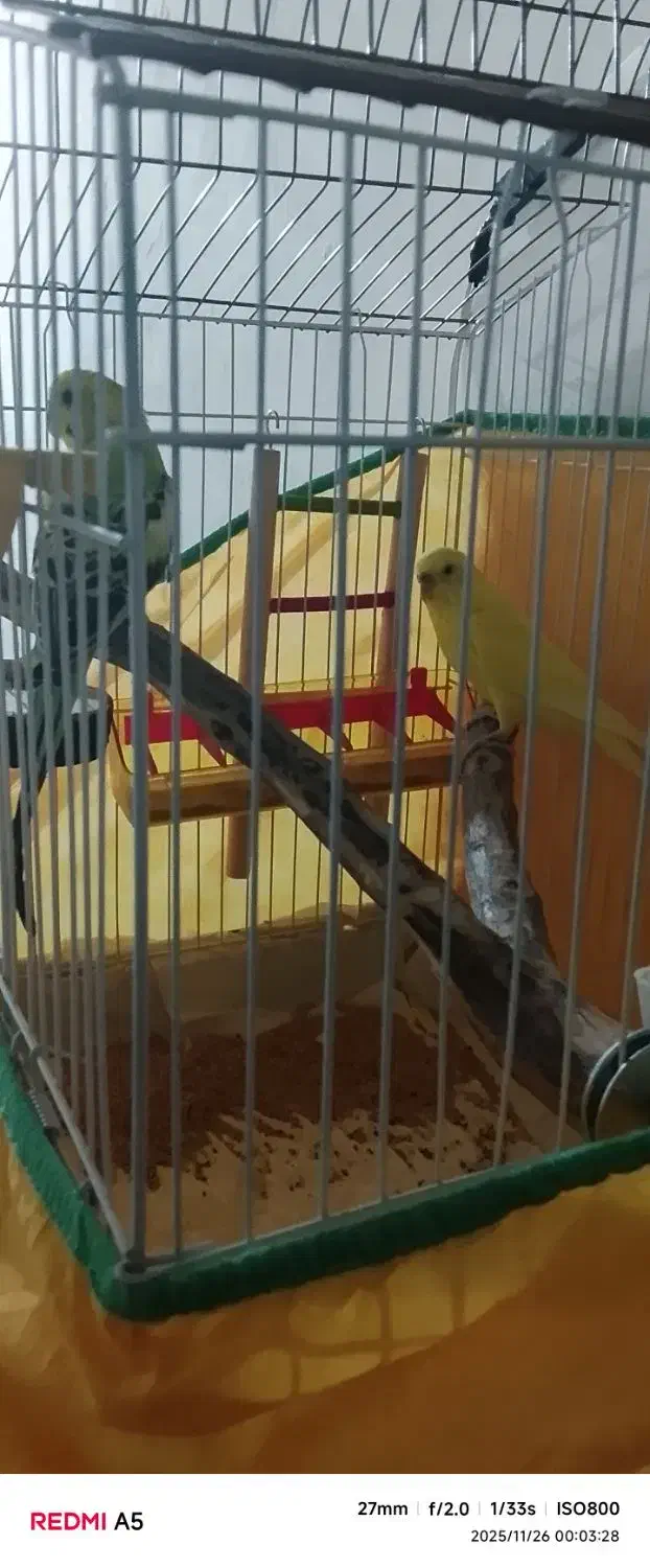 دوتا مرغ عشق جفت|پرنده|بهار, |دیوار