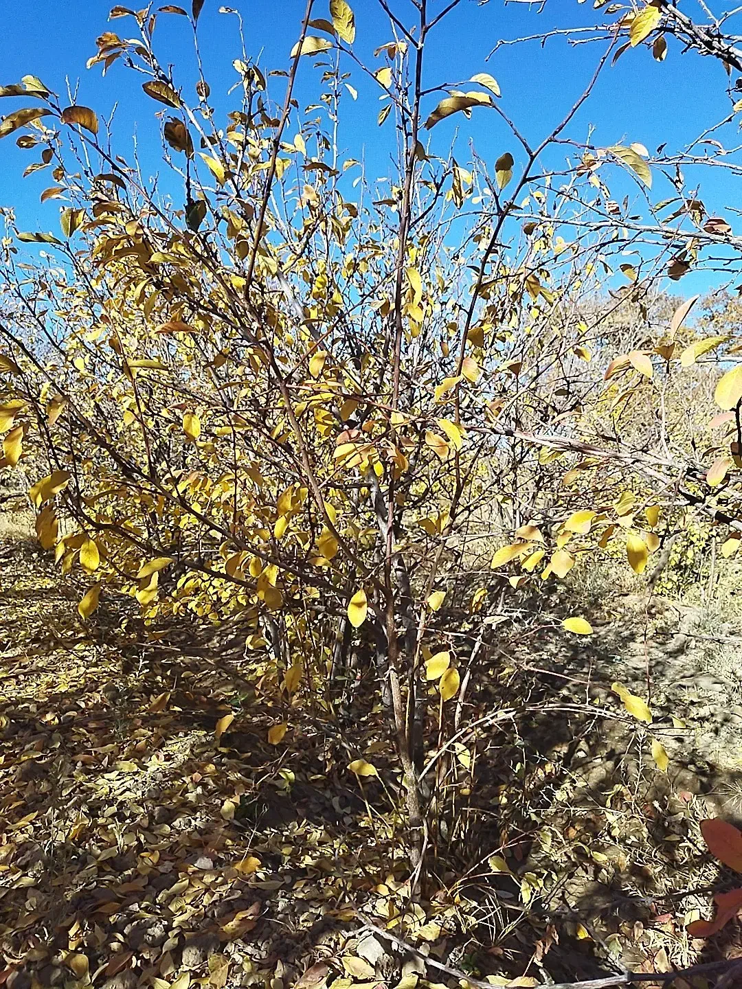 نهال آلو بخارا|گل و گیاه طبیعی|زیرکوه, |دیوار