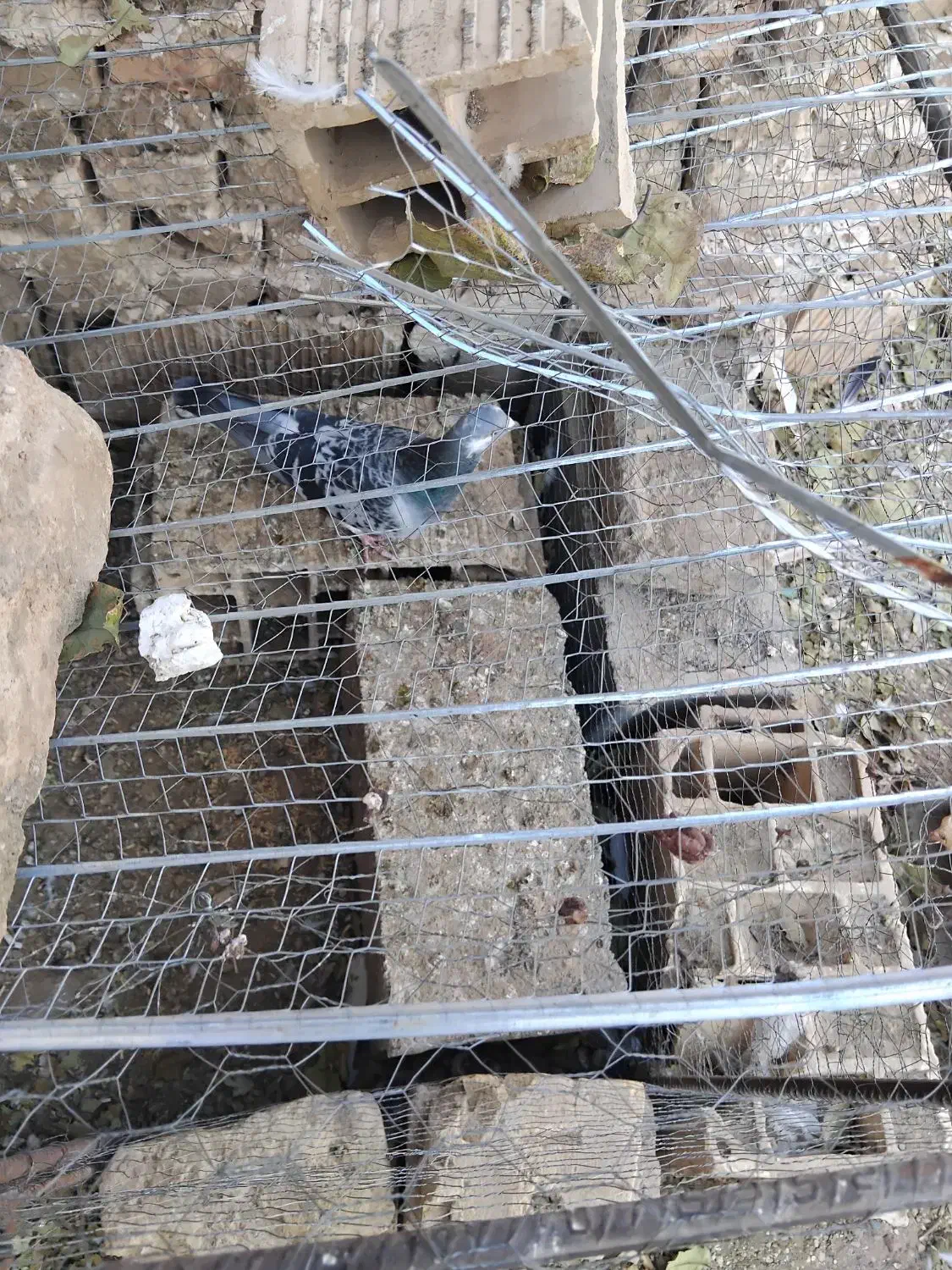 سبز نر هوای به هست|پرنده|کاشمر, |دیوار