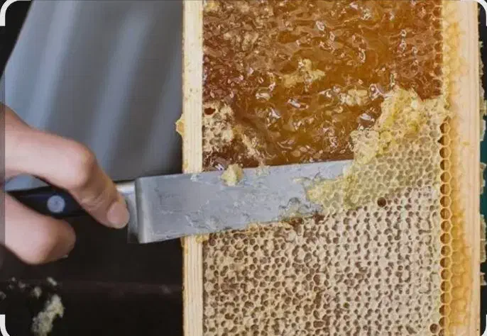 عسل سبلان|خوردنی و آشامیدنی|کویرات, |دیوار