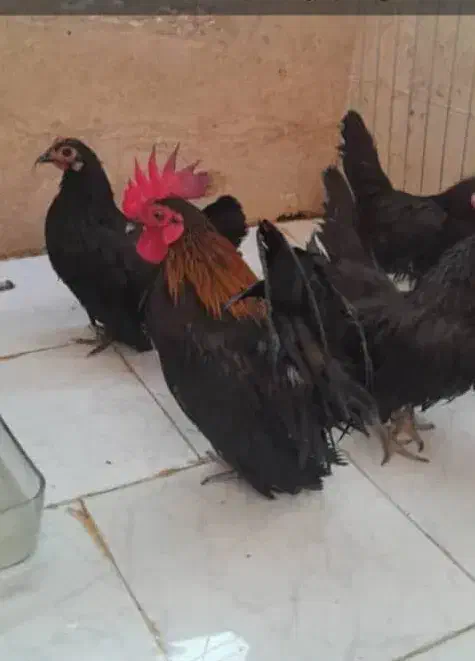 مرغ خروس مینیاطوری|حیوانات مزرعه|محمدشهر, محمدشهر|دیوار