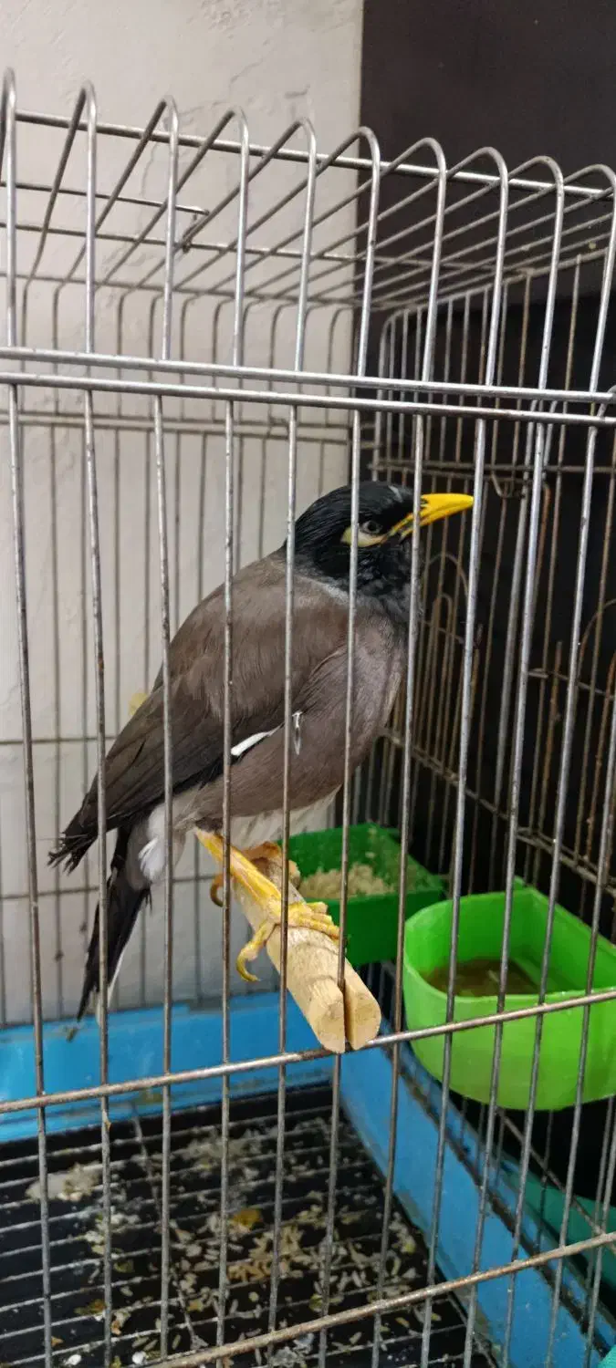 مرغ مینا سخنگو|پرنده|کرمانشاه, |دیوار