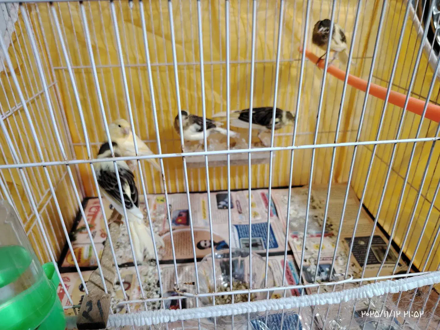 ((قناری خانگی پرورش خانگی سالم و سرحال درشت))|پرنده|مشهد, وحید|دیوار