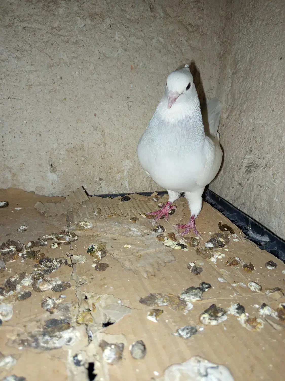 طوق آبی ابری نر|پرنده|شیراز, سعدیه شمالی|دیوار