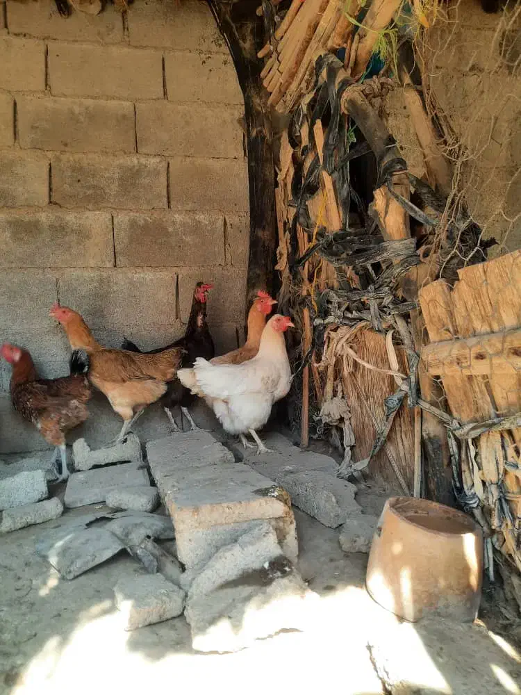 مرغ و خروس محلی در بخش شبانکاره|حیوانات مزرعه|شبانکاره, |دیوار