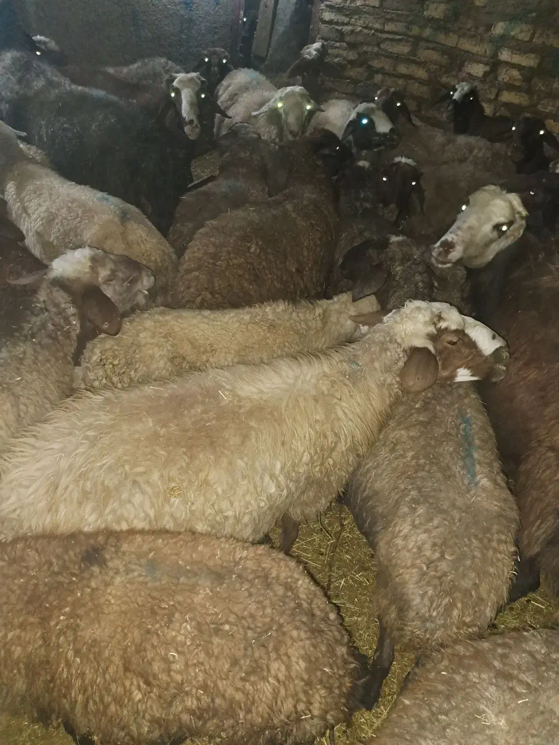 گوسفند میش|حیوانات مزرعه|هرسین, |دیوار