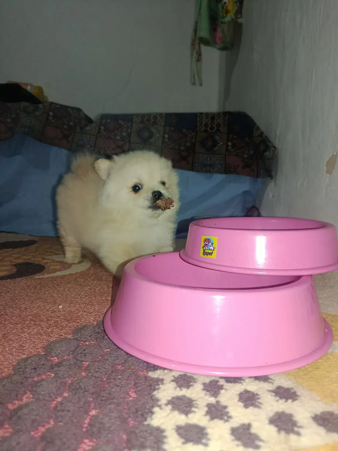 سگ پامر|سگ|شاهرود, |دیوار