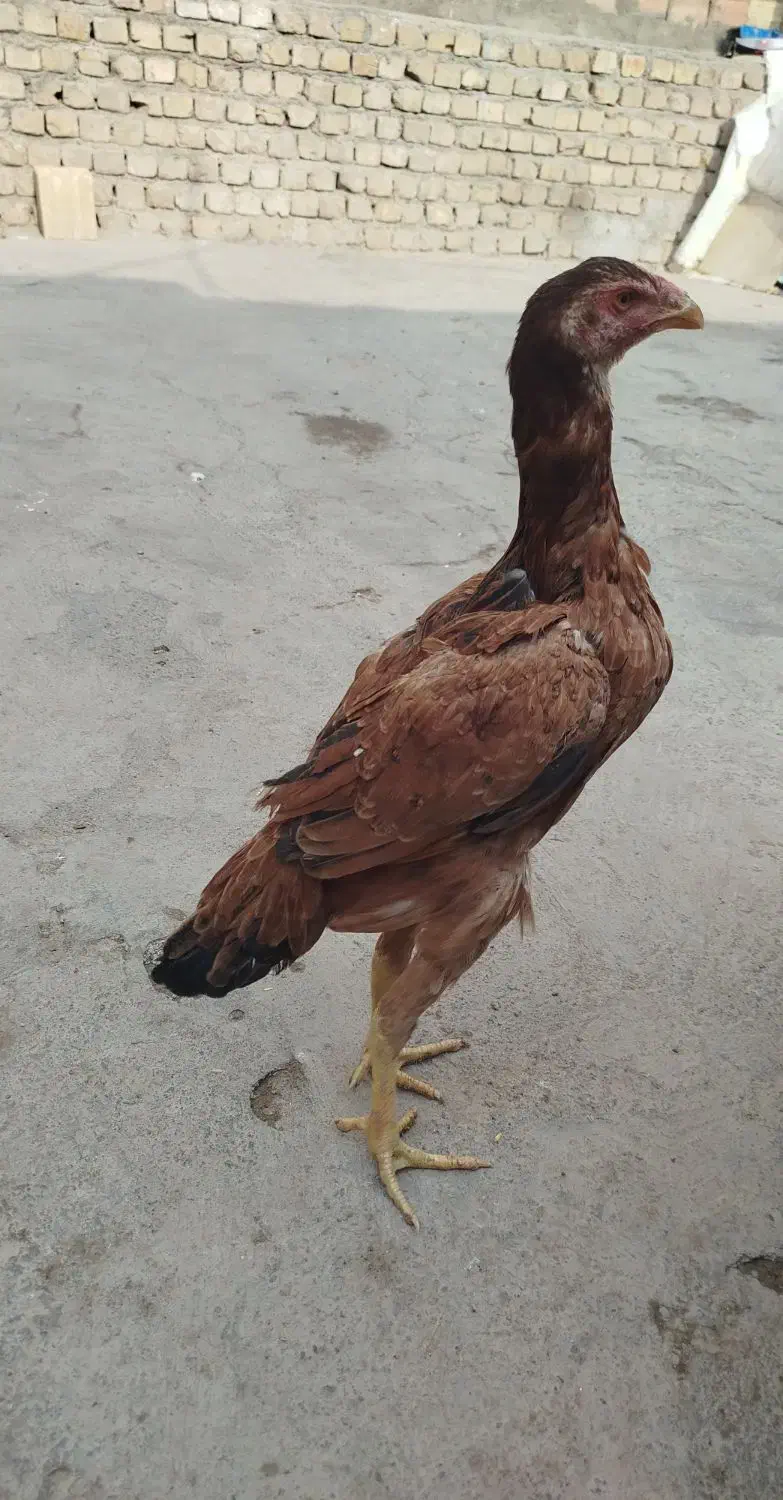 مرغ لاری اصیل|حیوانات مزرعه|میانه, |دیوار