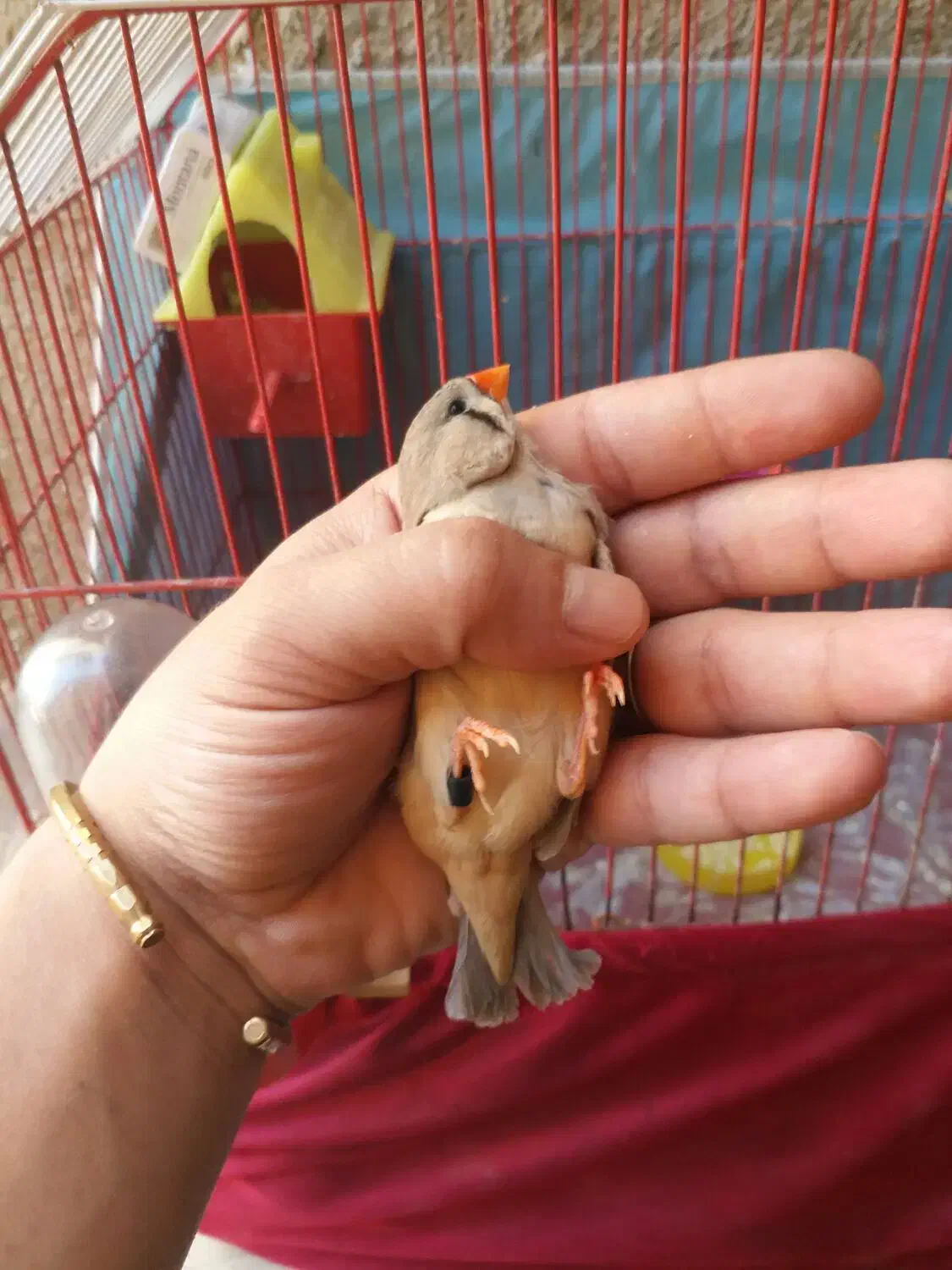 خانگی پرورشL. k زیرقیمت جوون ودرشت|پرنده|بندر ماهشهر, |دیوار