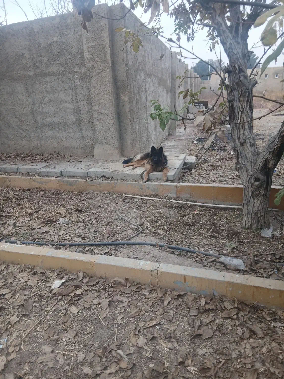 سگ ژرمن نگهبان|سگ|اسلام‌شهر, چیچکلو|دیوار