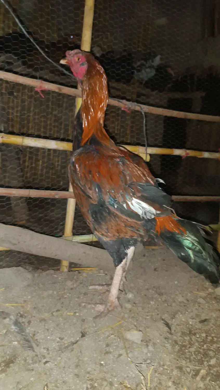 خروس لاری جوان وسالم|حیوانات مزرعه|علیآباد کتول, |دیوار