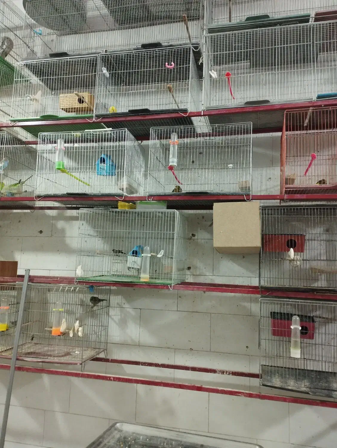 فروش پرنده فروشی|پرنده|خاتم, |دیوار