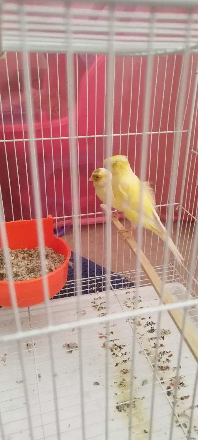 قناری جفت به شرط جوجه چهار تخم|پرنده|مشهد, امامیه (شهرک غرب)|دیوار