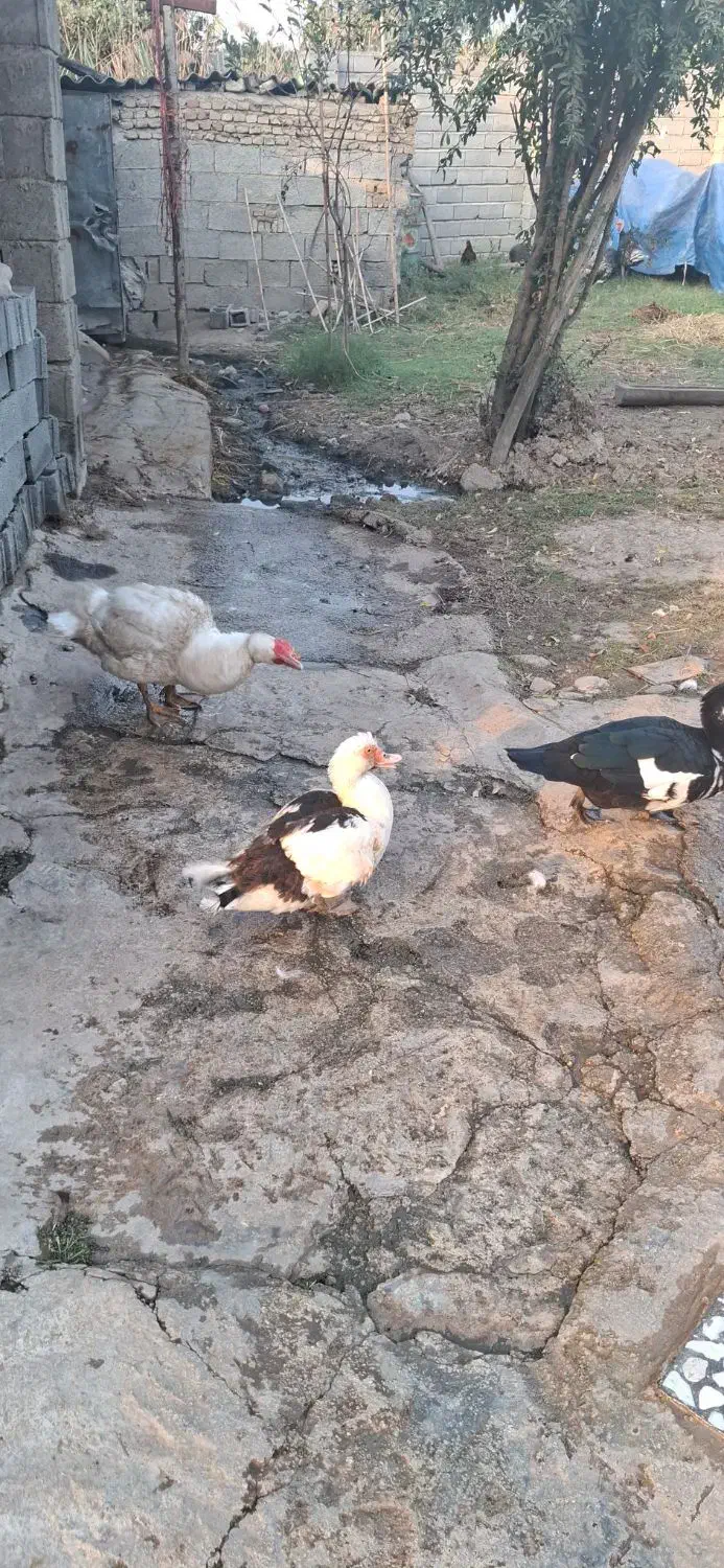 اردک اسراییلی|حیوانات مزرعه|فرح آباد, |دیوار