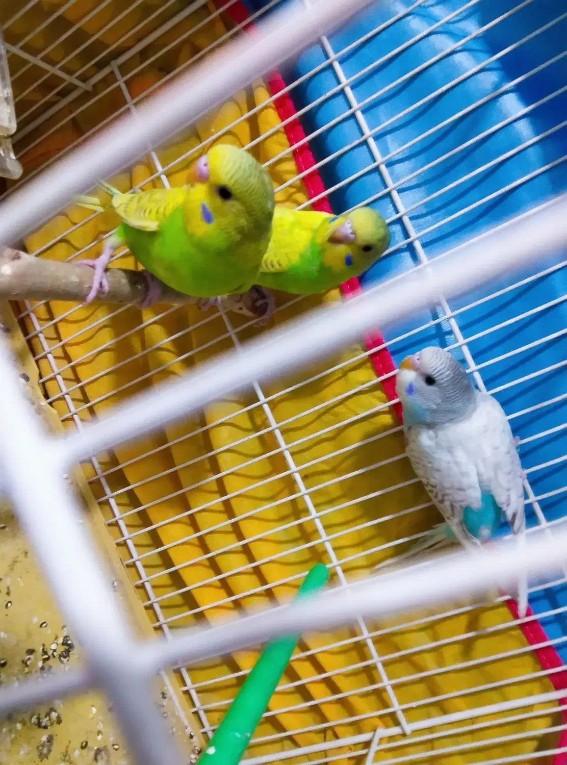 جوجه مرغ عشق دستی|پرنده|مشهد, توس (بلوار توس)|دیوار