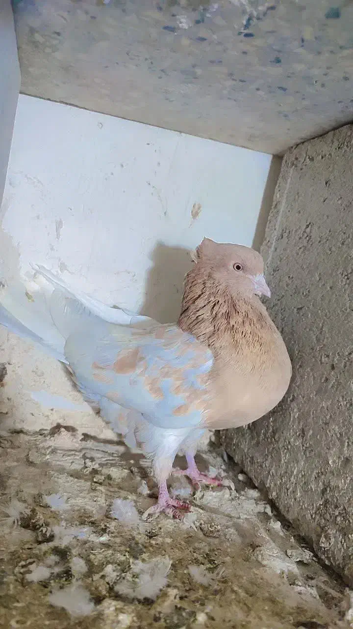 کبوتر|پرنده|بروجرد, |دیوار