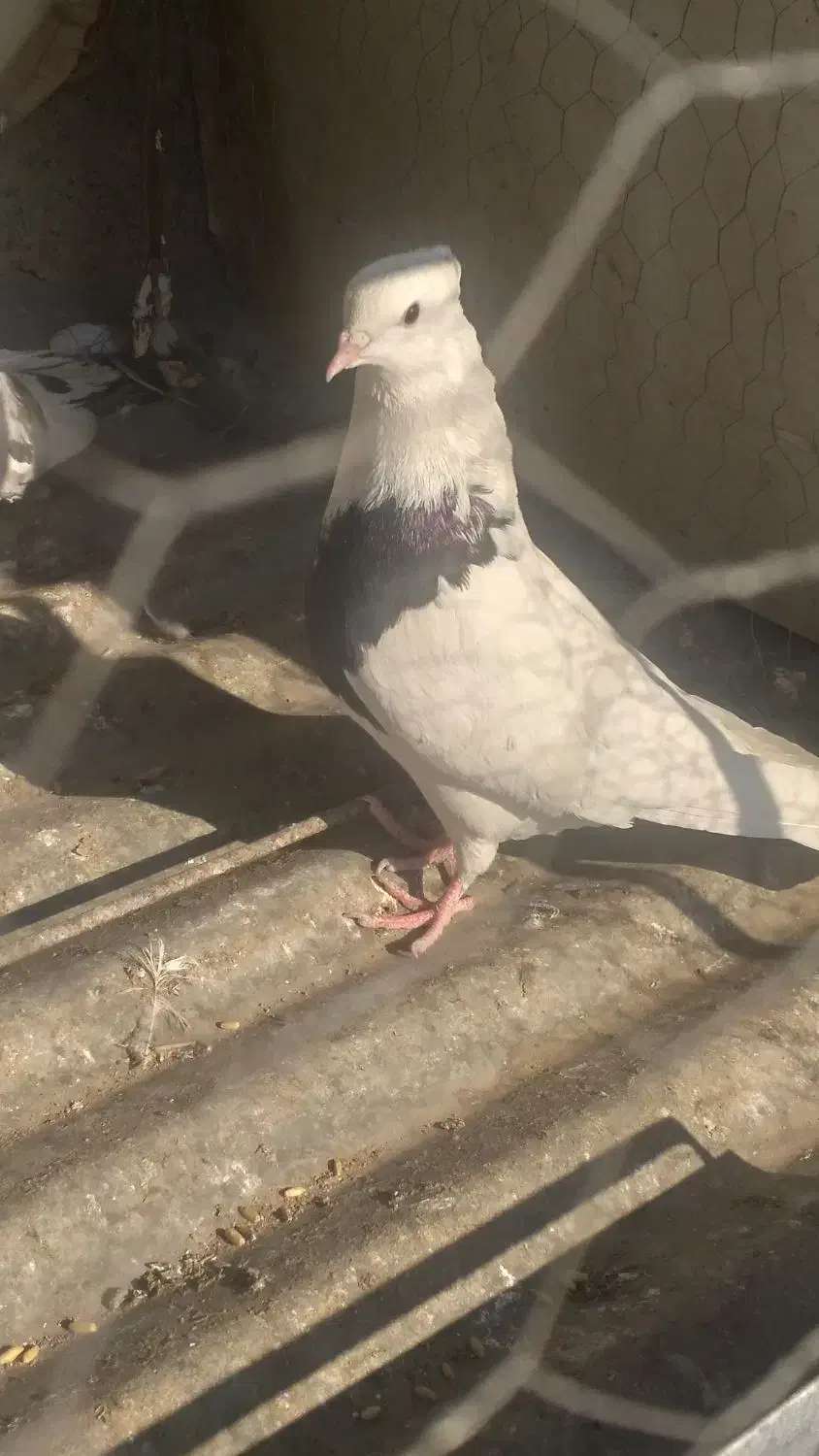 کفتر کبوتر|پرنده|محمدشهر, ولدآباد|دیوار