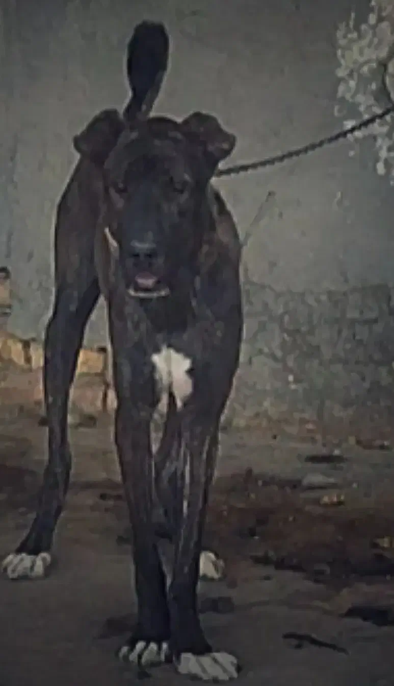 سگ افغان اصیل ماری|سگ|قم, آزادگان|دیوار