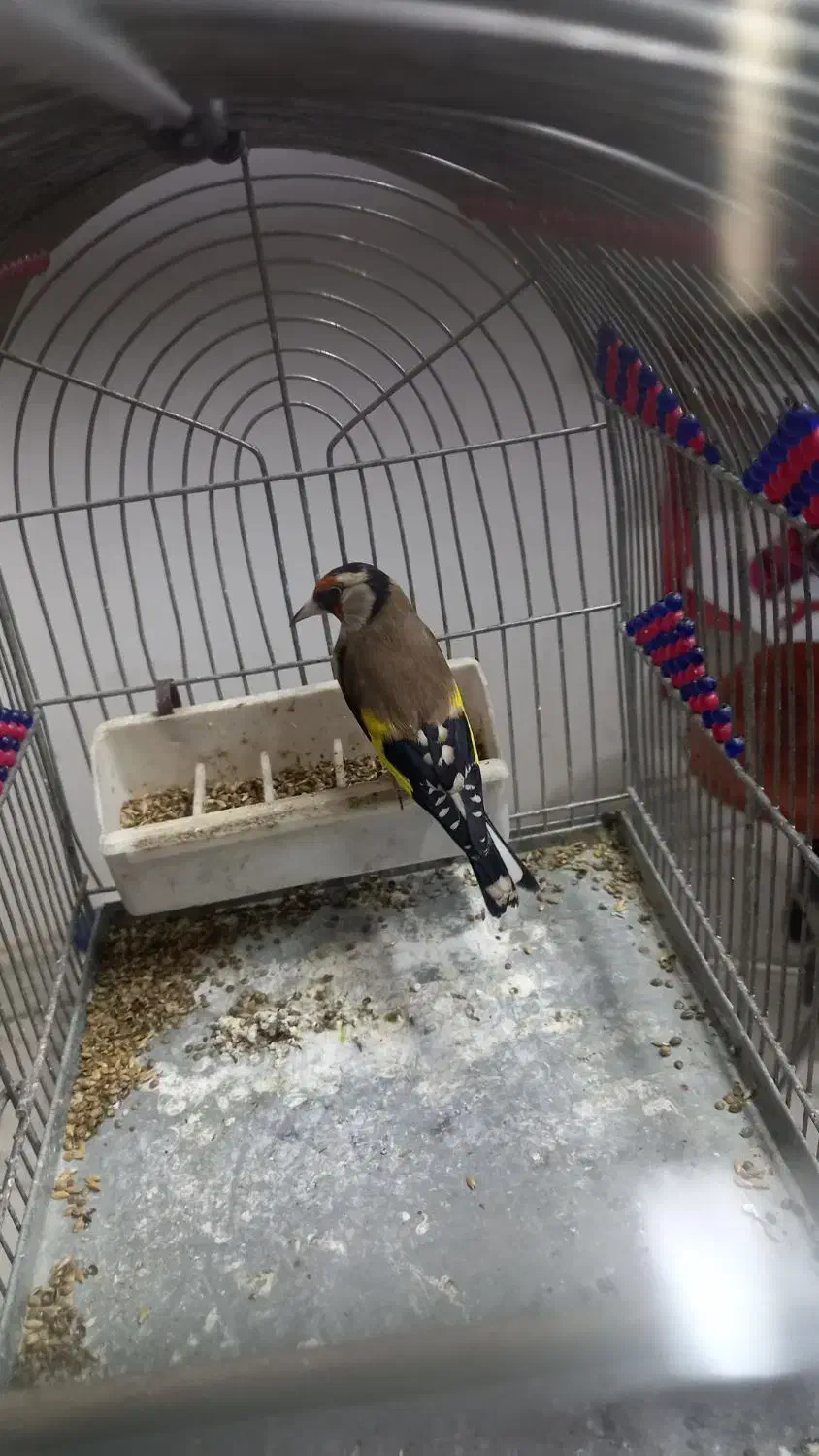 سهره سهره قناری|پرنده|رباطکریم, رباطکریم|دیوار