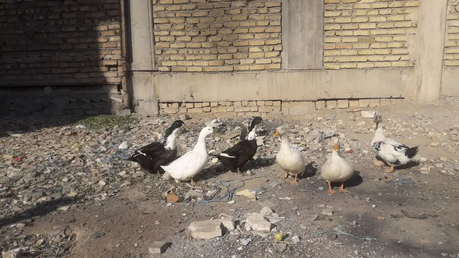 اردک محلی بالغ|حیوانات مزرعه|رباطکریم, رباطکریم|دیوار