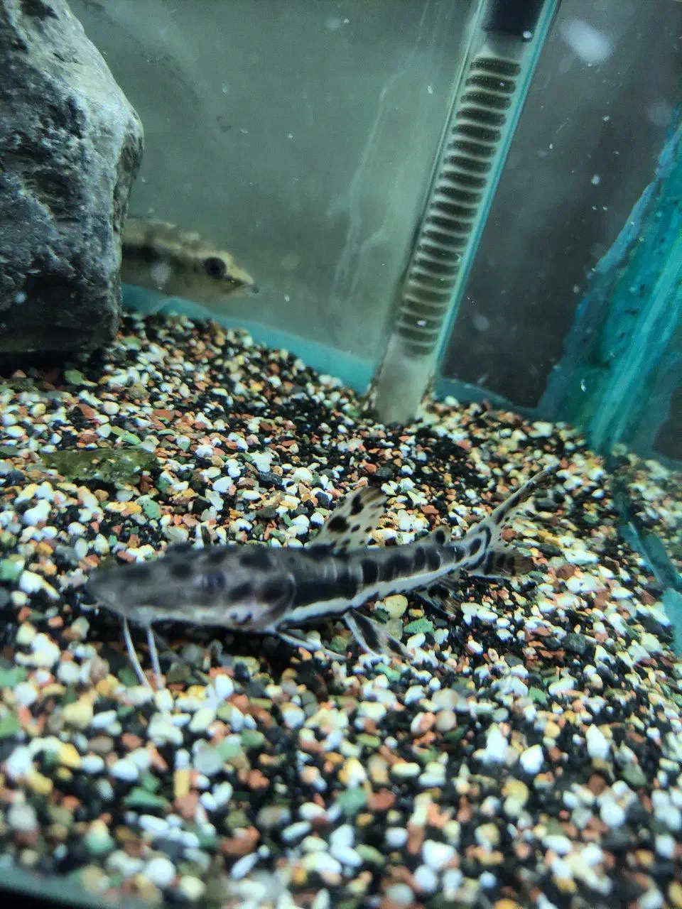 دو عدد پیکاک اسلاریس و یه دراگون خالص|ماهی|خرمآباد, |دیوار