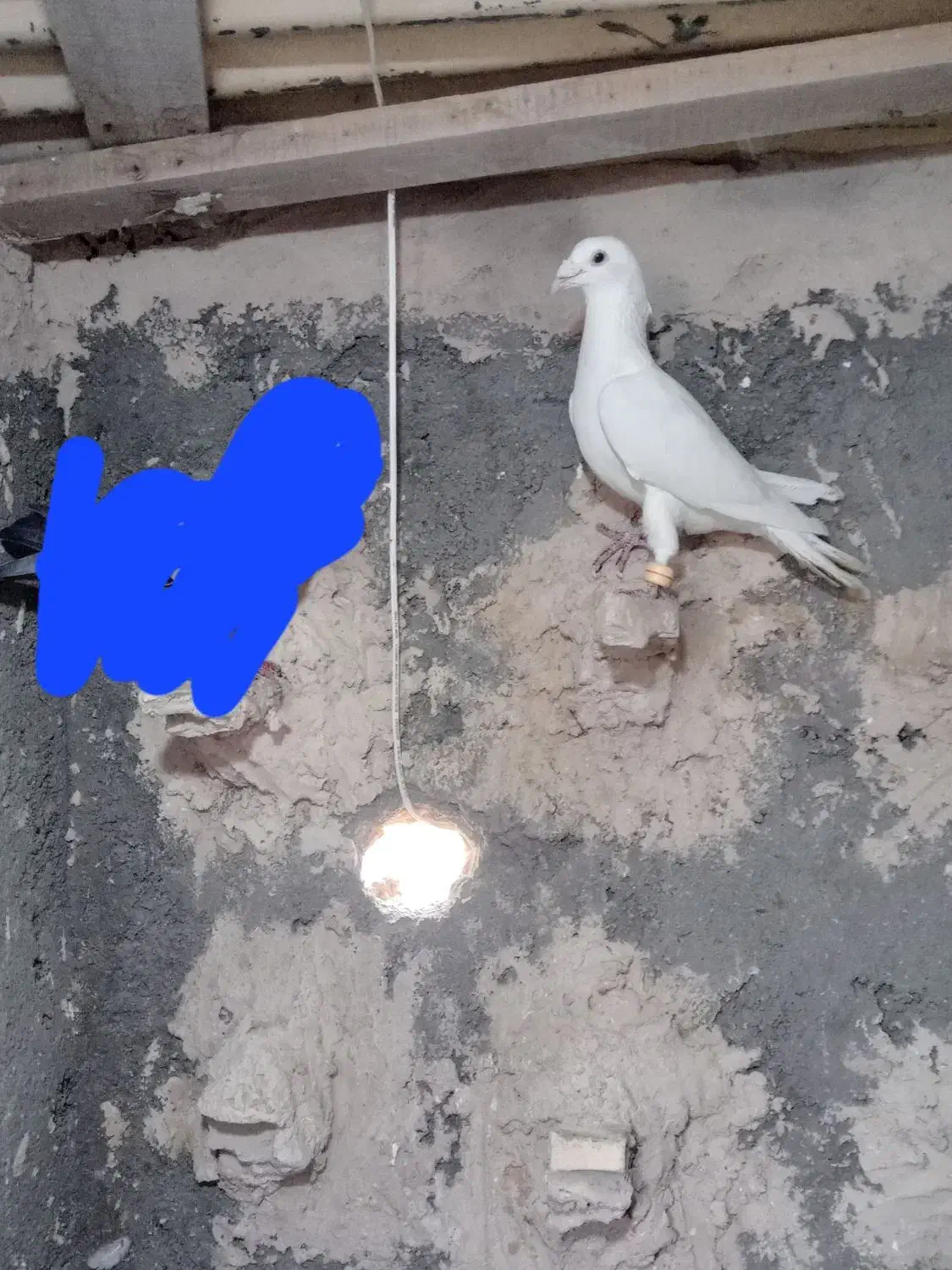 صید|پرنده|مشهد, شهید جنگی|دیوار