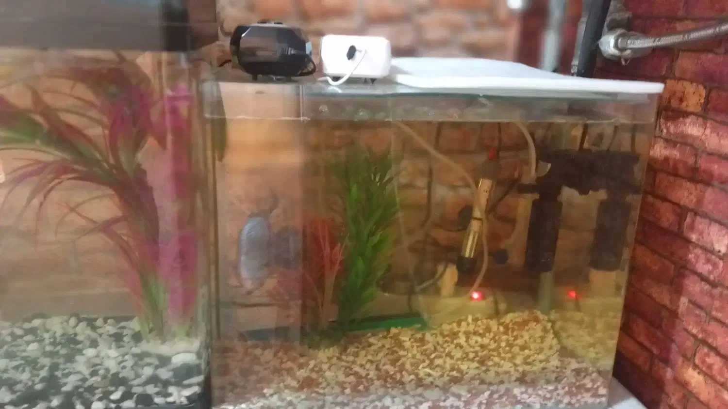 ماهی با اکواریوم ولوازم کامل|ماهی|تهران, شهرک امام خمینی|دیوار