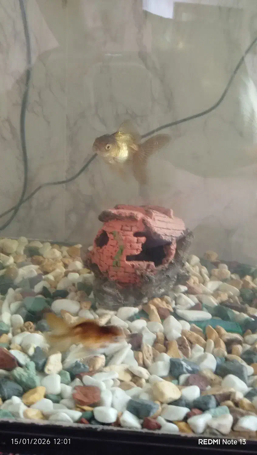 فروش ماهی گلد فیش|ماهی|شهرکرد, |دیوار