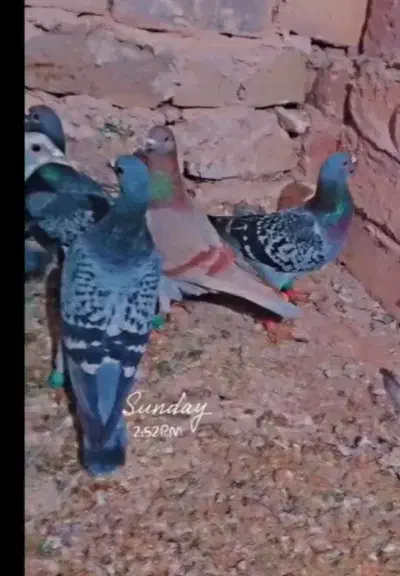 المانی وحشی روز شب ندارن|پرنده|رشتخوار, |دیوار