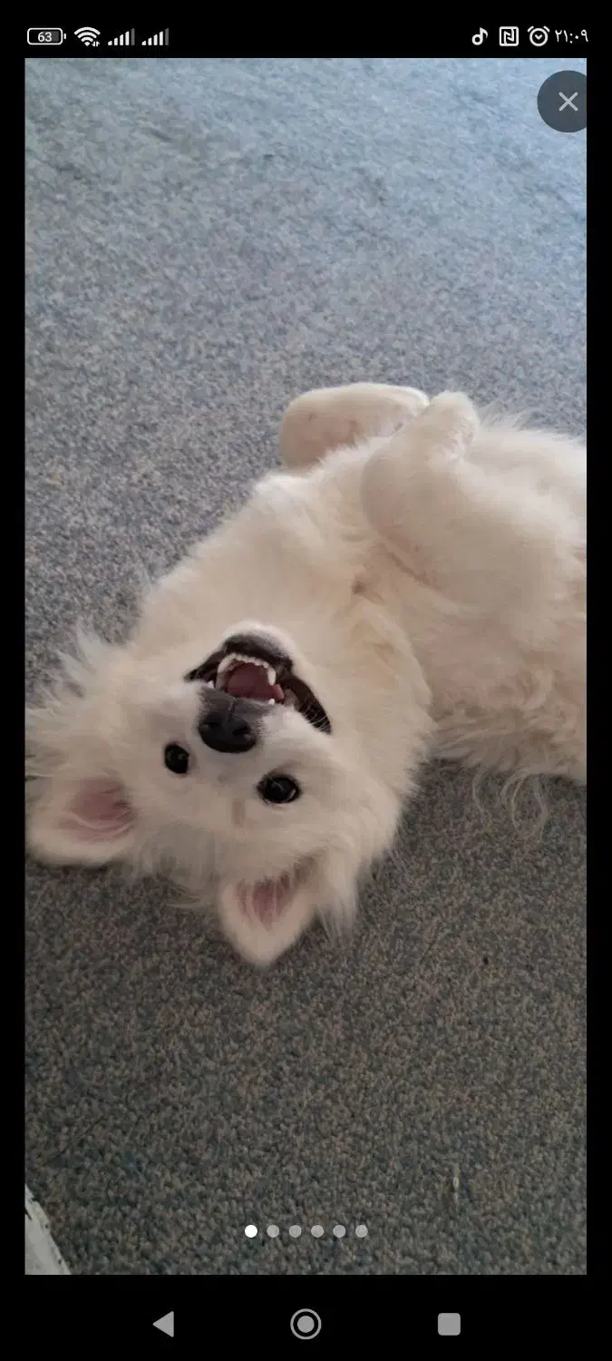 سگ پامر ماده|سگ|سبزوار, باهنر|دیوار