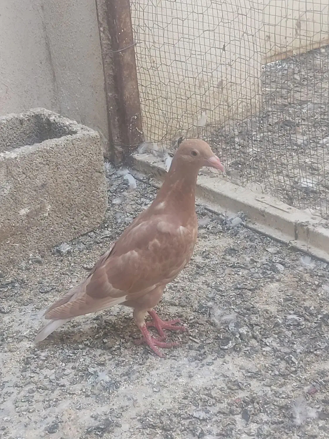 کفتر|پرنده|شیراز, کفترک|دیوار