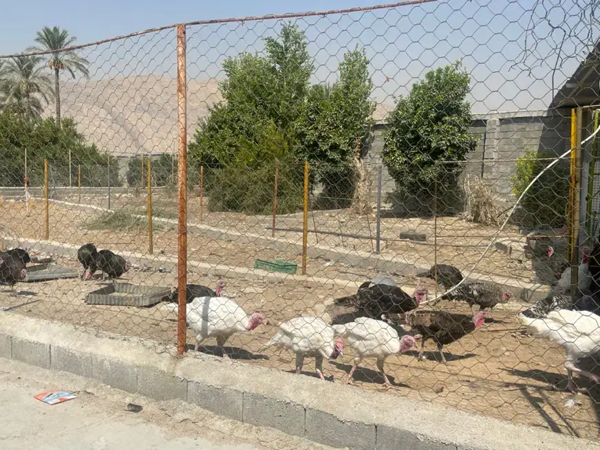 فروش بوقلمون بیوتی و برنز کاملا محلی|حیوانات مزرعه|کازرون, |دیوار