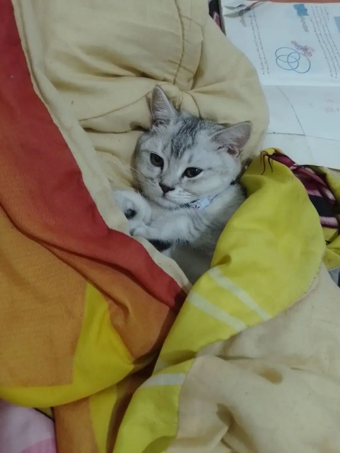 واگذاری گربه سفید نژاد اسکاتیش شورت هیر|گربه|کرمانشاه, |دیوار