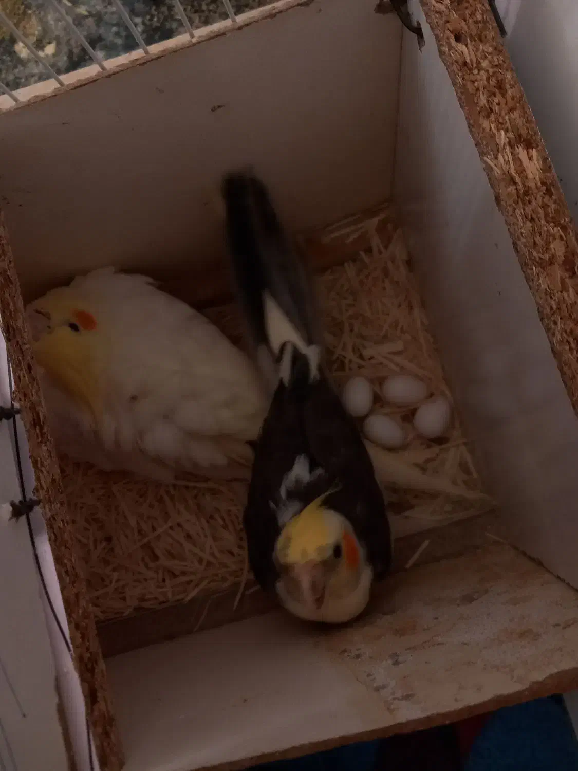 عروس هلندی|پرنده|تایباد, |دیوار