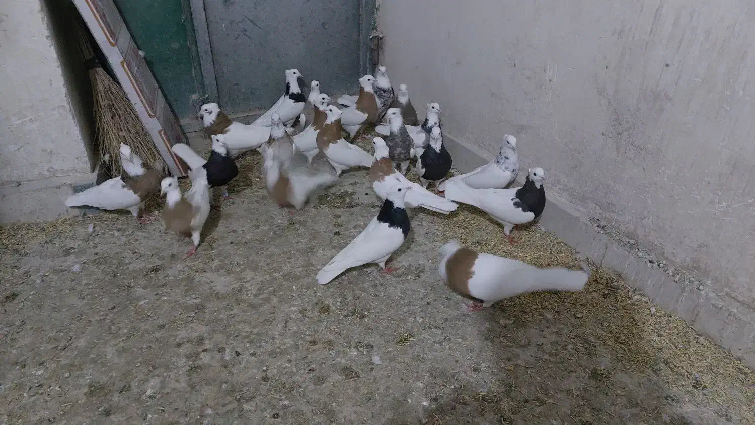 طوقی|پرنده|کنگاور, |دیوار