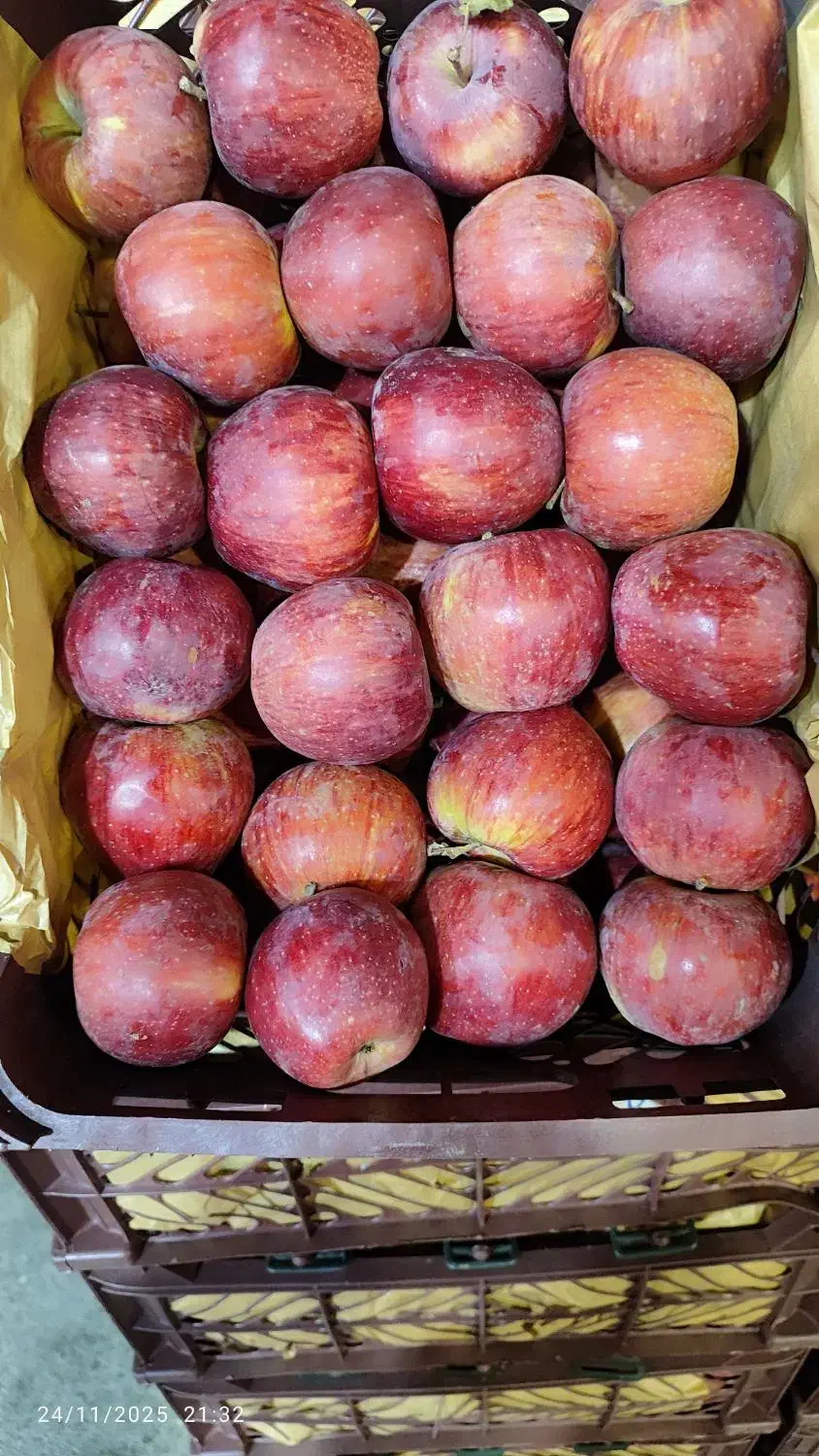 سیب درج یک|عمده‌فروشی|اهر, |دیوار