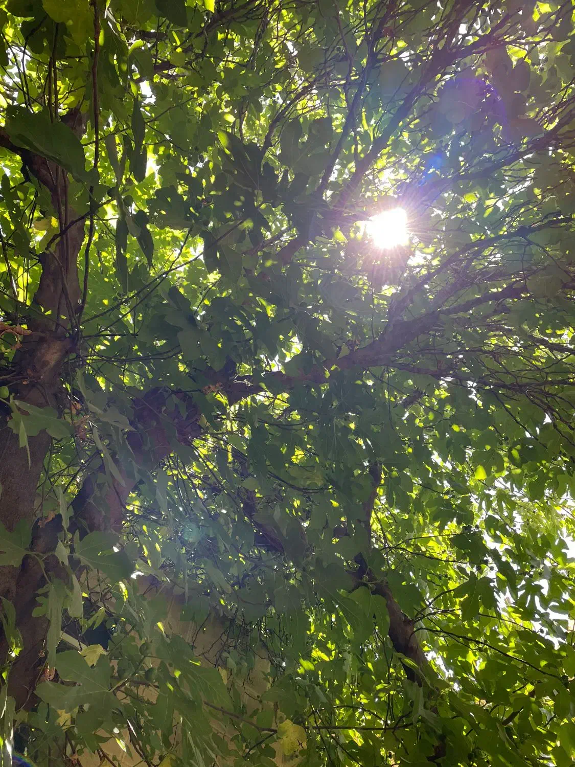 مشارکت در ساخت|مشارکت در ساخت املاک|قزوین, |دیوار