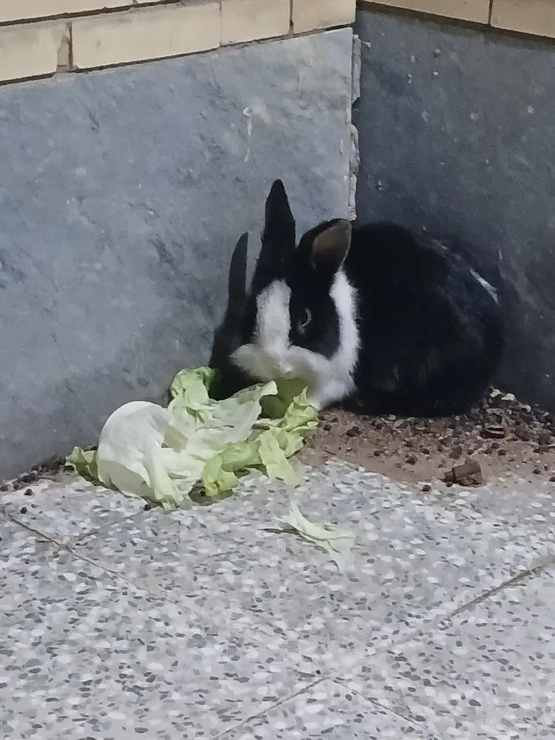 خرگوش|موش و خرگوش|زرند, |دیوار