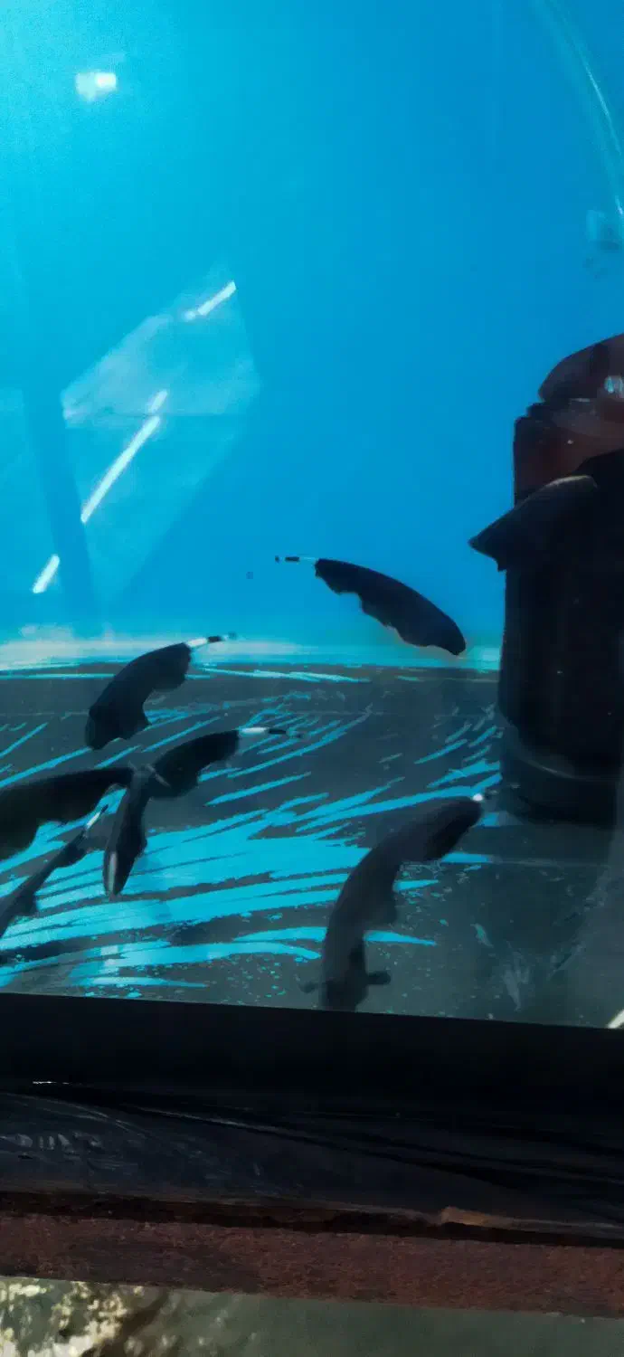 انواع ماهی و تجهیزات آکواریوم|ماهی|اصفهان, شهرک ولیعصر|دیوار