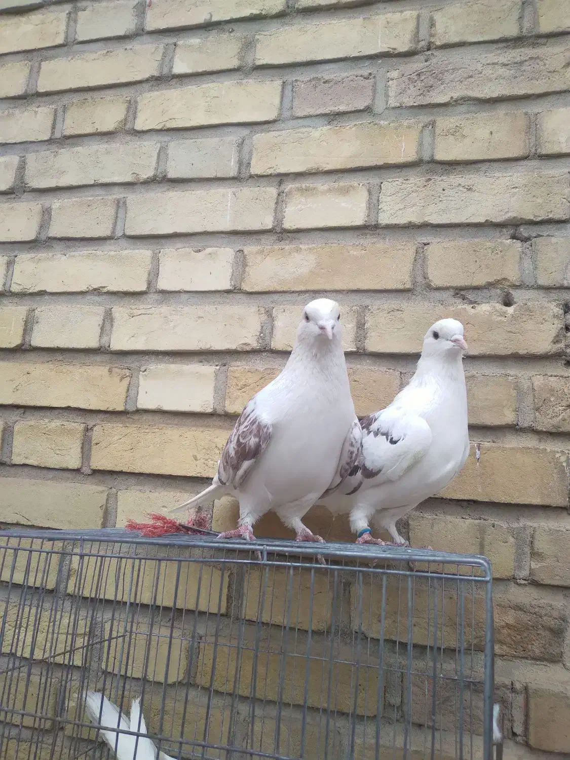 کفتر سالم|پرنده|خلخال, |دیوار